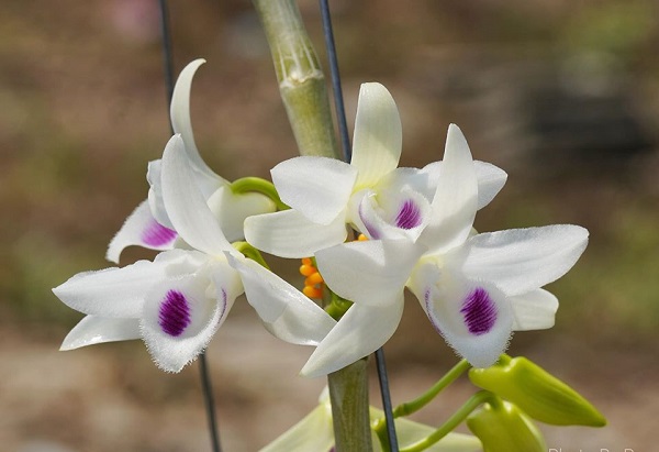 hướng dẫn trồng lan tại nhà