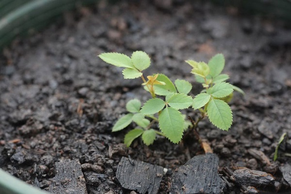 trồng hoa hồng tại nhà