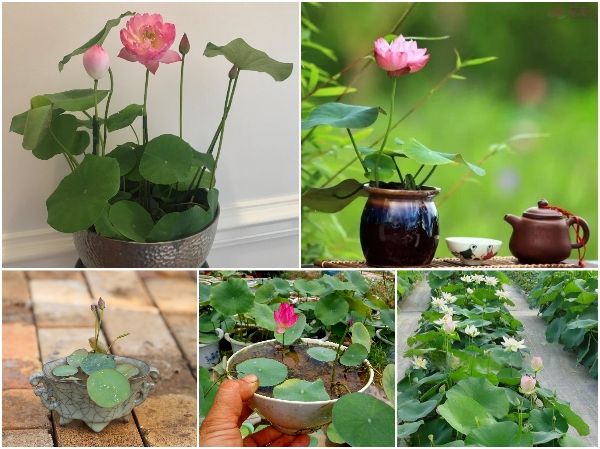 trồng hoa sen tại nhà