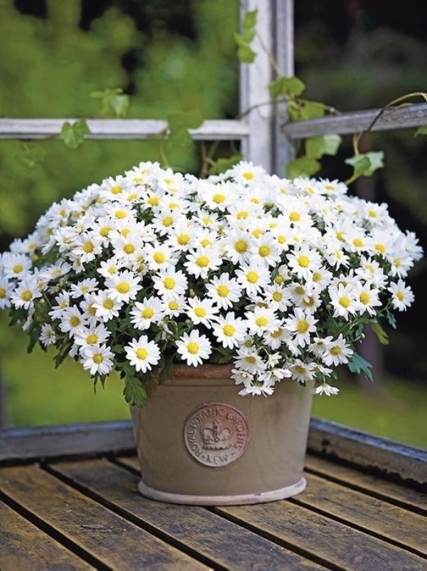 Cách trồng cúc họa mi trong chậu