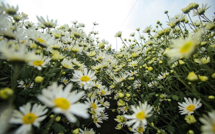 Trồng hoa Cúc Họa mi đất vườn