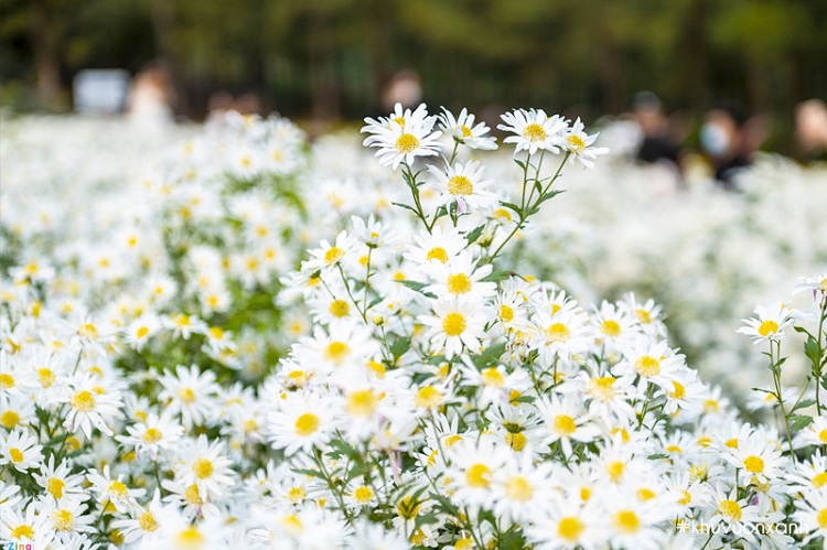 trồng cúc họa mi