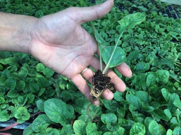 cách trồng hoa đồng tiền