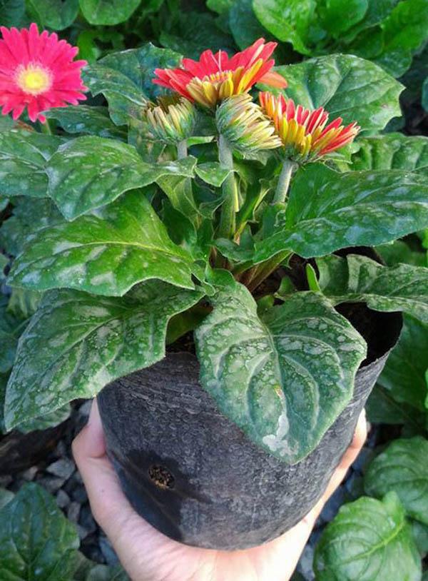 cách trồng hoa đồng tiền