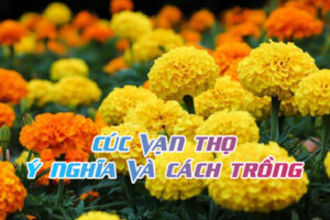 ý nghĩa hoa cúc vạn thọ
