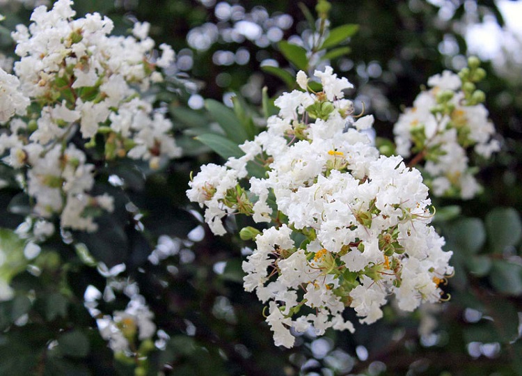 hoa tường vi trắng