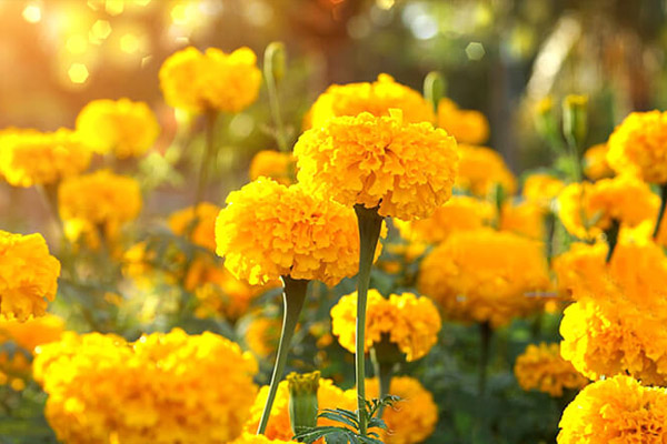 ý nghĩa hoa cúc vạn thọ