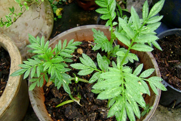 hướng dẫn trồng cúc vạn thọ