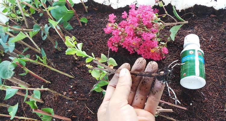 trồng hoa tường vi