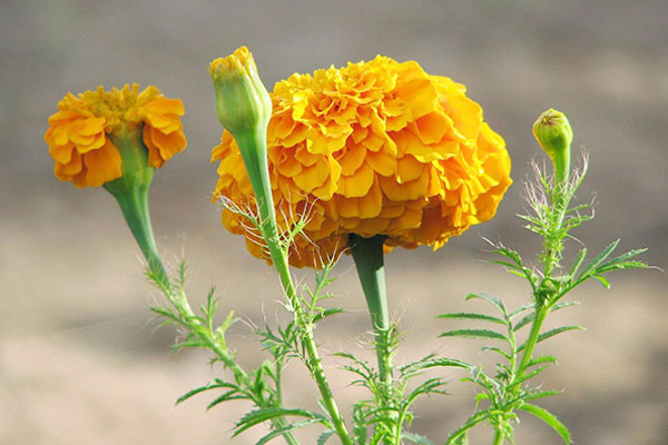 ý nghĩa hoa cúc vạn thọ cam