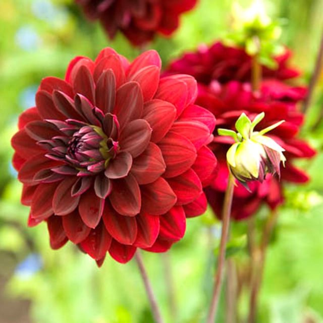 cách trồng hoa thược dược