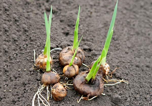 củ giống hoa lay ơn