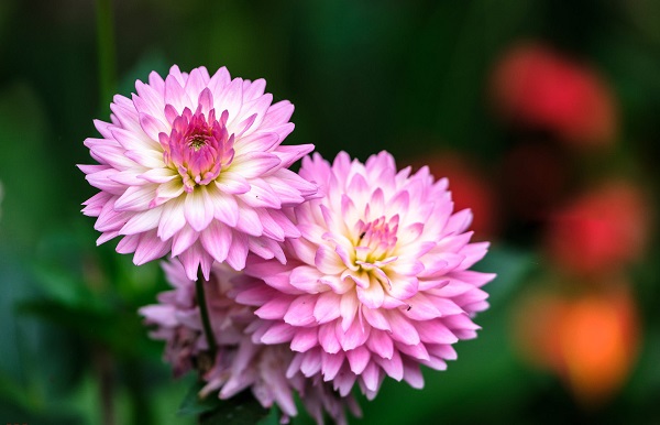 Ý nghĩa Hoa Thược Dược hồng