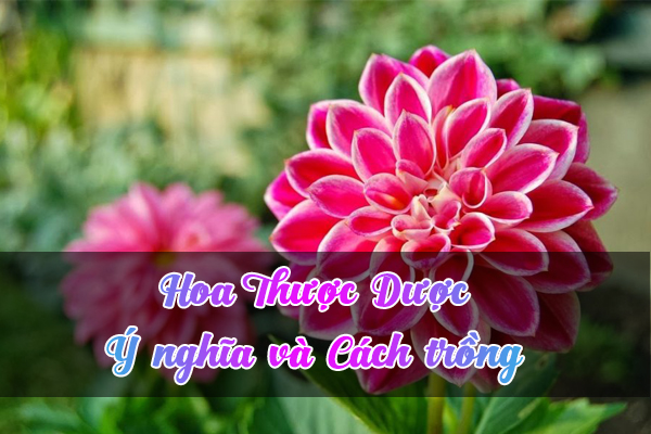 hoa thược dược