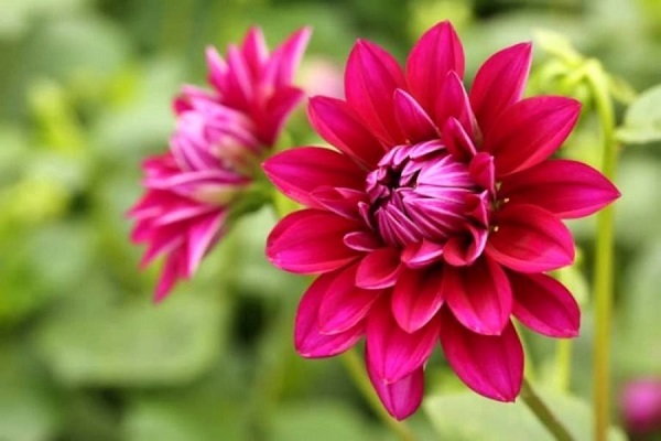 ý nghĩa hoa thược dược