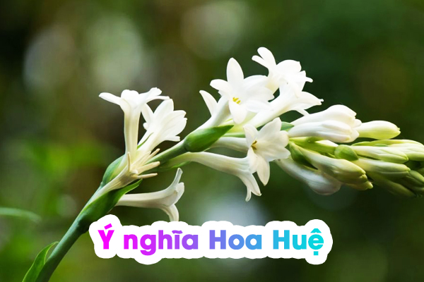 ý nghĩa hoa huệ