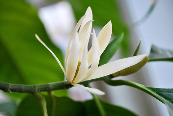 Cách trồng hoa ngọc lan