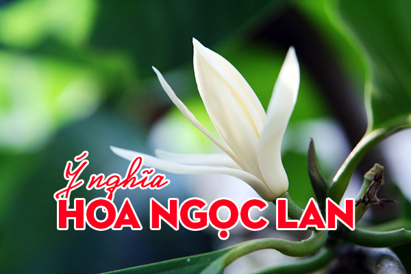 ý nghĩa hoa ngọc lan
