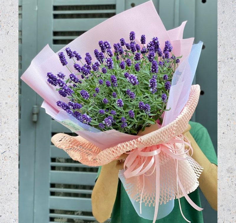 Ý nghĩa hoa oải hương (Lavender) trong tình yêu