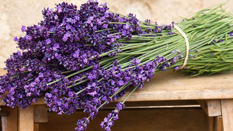 Ý nghĩa hoa oải hương (Lavender) trong tình yêu