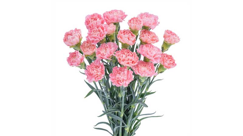 Gợi ý 11 loại hoa 20/11 đẹp và ý nghĩa nhất dành tặng cho thầy cô giáo