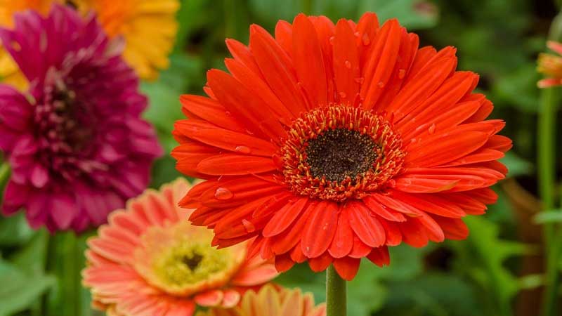 Gợi ý 11 loại hoa 20/11 đẹp và ý nghĩa nhất dành tặng cho thầy cô giáo