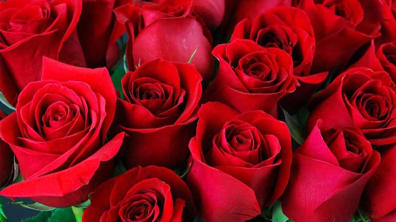 Gợi ý 11 loại hoa 20/11 đẹp và ý nghĩa nhất dành tặng cho thầy cô giáo