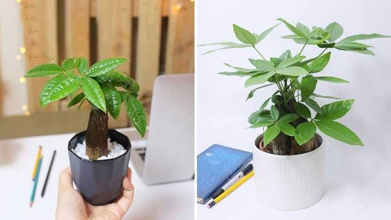 30+ món quà tặng 20/11 ý nghĩa dành cho thầy cô giáo