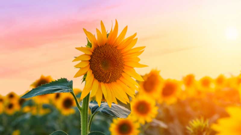 Tìm hiểu ý nghĩa của hoa hướng dương trong ngày 20/11