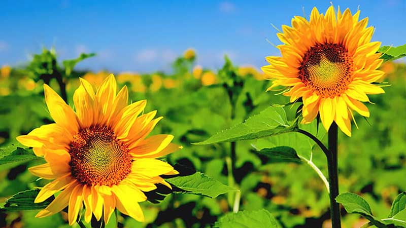 Tìm hiểu ý nghĩa của hoa hướng dương trong ngày 20/11