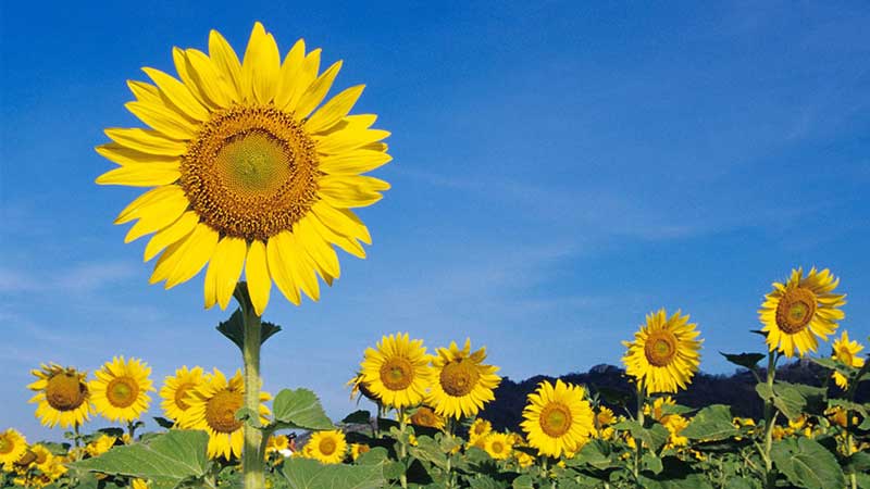 Tìm hiểu ý nghĩa của hoa hướng dương trong ngày 20/11