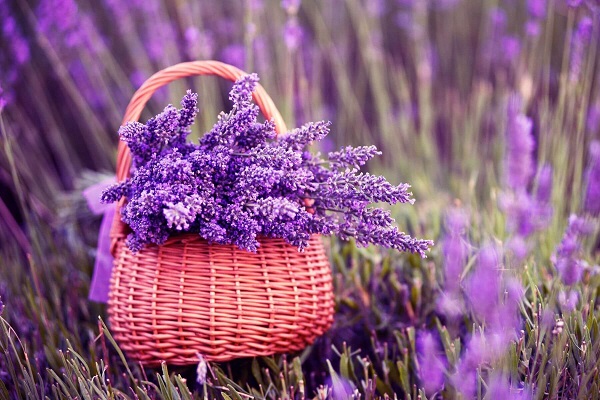 Ý nghĩa của hoa oải hương