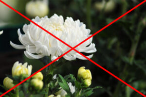 loại hoa cấm kỵ không nên tặng ngày khai trương