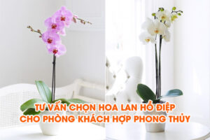 chọn hoa lan hồ điệp cho phòng khách