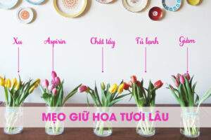 giữ hoa tươi lâu