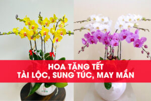 hoa tươi tặng tết
