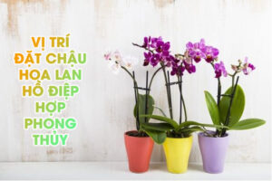 vị trí đặt hoa lan trong nhà