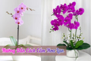 cách cắm hoa lan