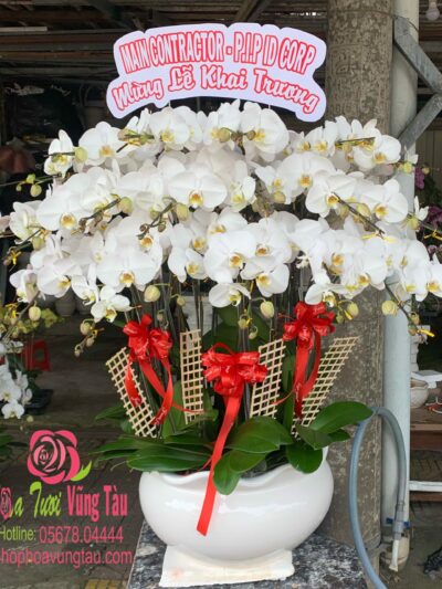 Hoa Lan 10