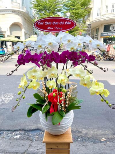 Hoa Lan 12