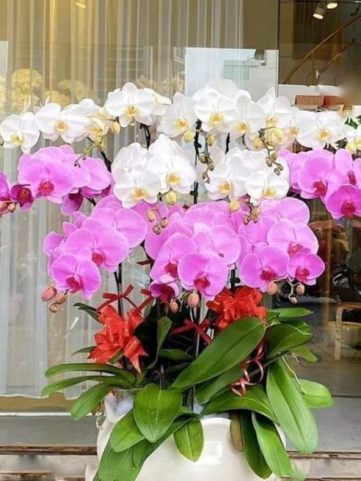 Hoa Lan 15