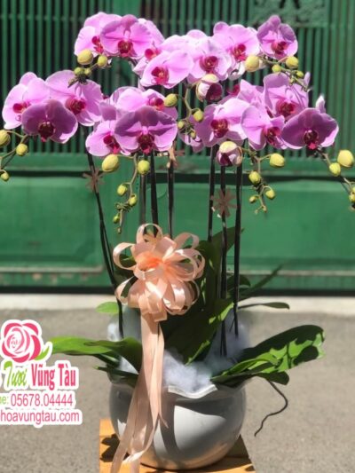 Hoa Lan 17