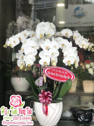 Hoa Lan 21
