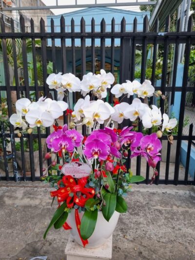 Hoa Lan 26