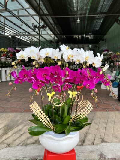 Hoa Lan 33