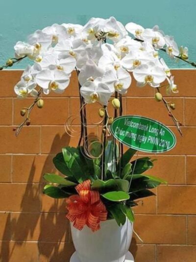 Hoa Lan 36