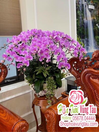 Hoa Lan 42
