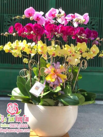 Hoa Lan 44