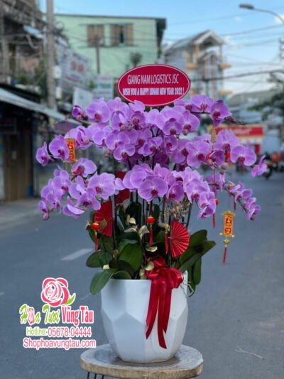 Hoa Lan 47