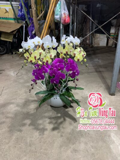 Hoa Lan 52